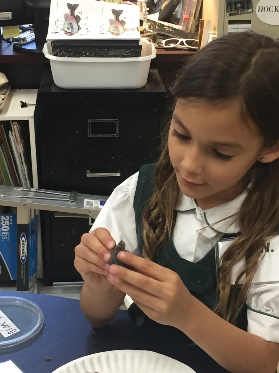 michelleg2015's tweet photo. 1st graders dissect owl pellets @kbeckr @RandalRhodus @lcguerradiaz #science https://t.co/1pk0TFtVch