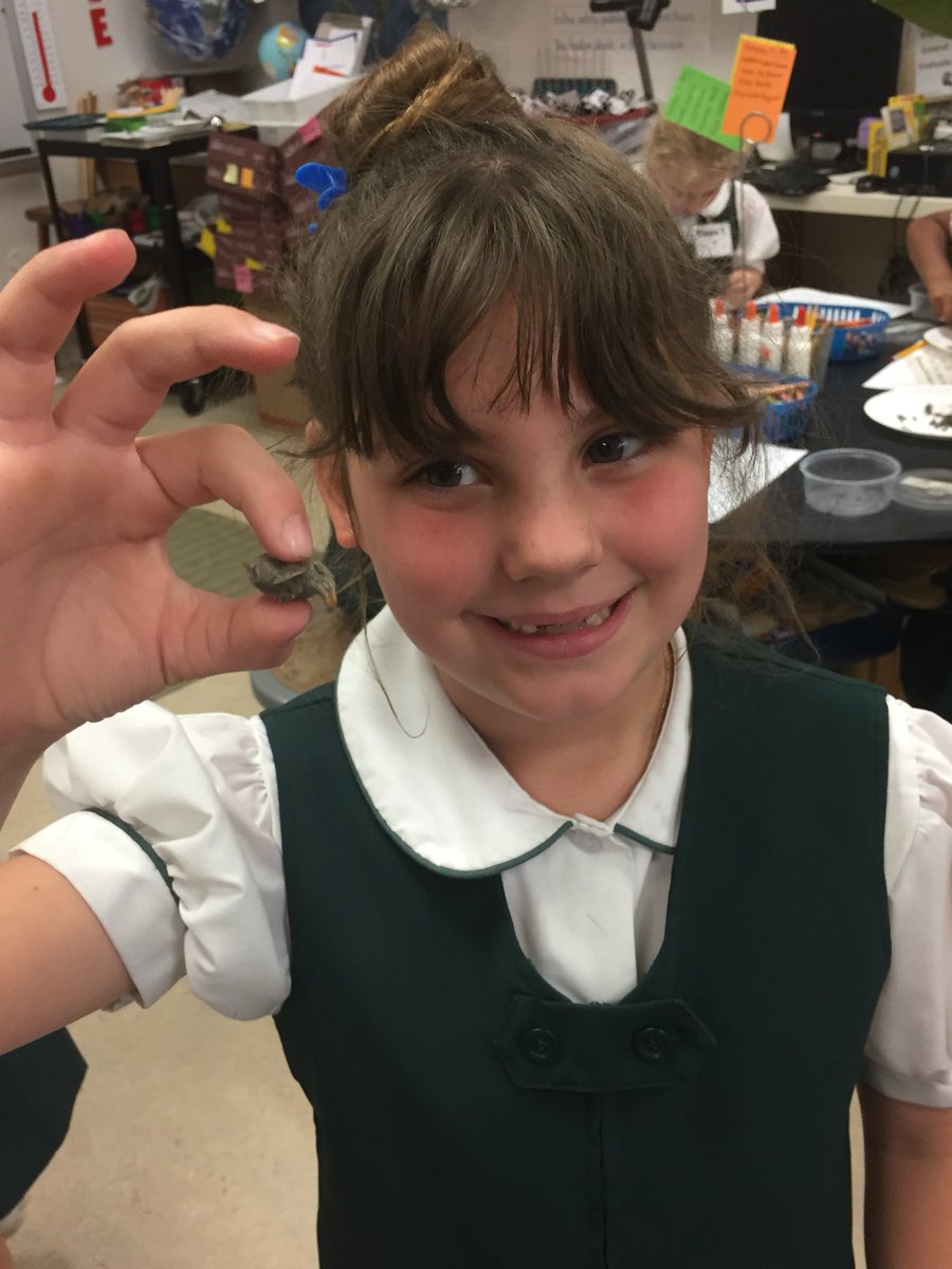 michelleg2015's tweet photo. 1st graders dissect owl pellets @kbeckr @RandalRhodus @lcguerradiaz #science https://t.co/1pk0TFtVch