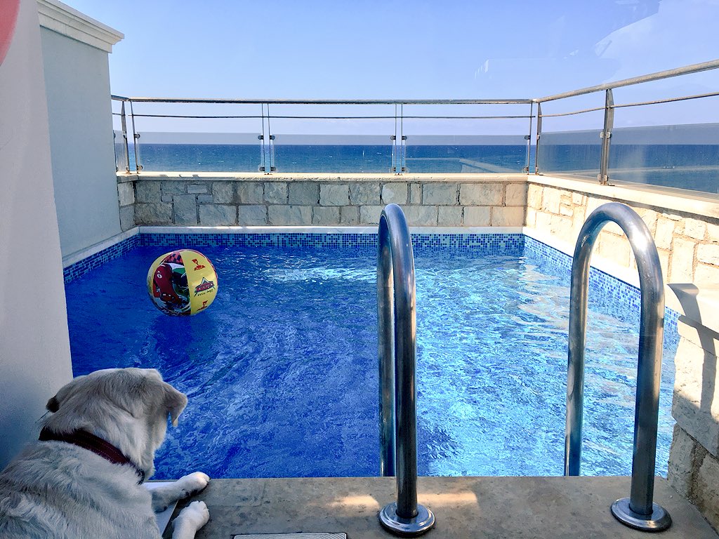 Kika_GuideDog's tweet photo. Nothing says holiday more than chilling out by the pool! But it’s even better when it’s your own private pool! Is it time for a splash yet? I’m sure little bro will be needing his ball soon... 💦🌝🏖
 @Sensatori @TUIUK #holiday #GuideDogOnHoliday #KikaOnTour https://t.co/cVW4u4QEA7