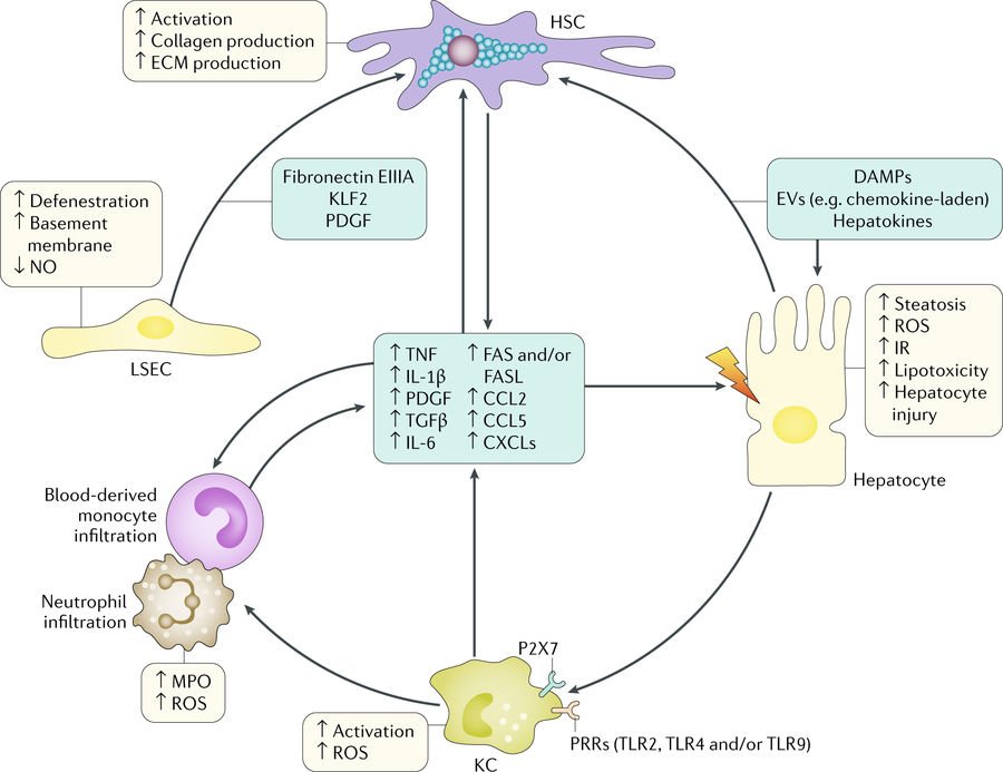 online symbiotic biofilms and brain