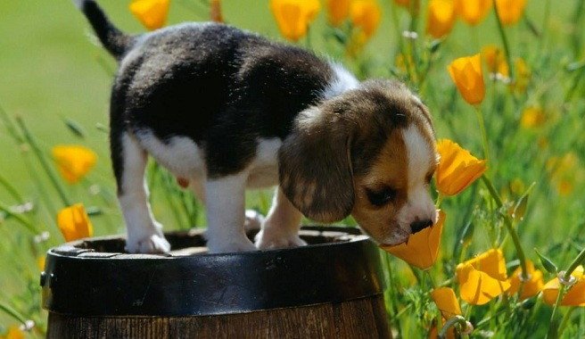 HispAnimals's tweet photo. A disfrutar de la primavera este fin de semana!! No te olvides de desparasitar a tu mascota!!🌼🌸🐾🐶🐺😀☺ #bichitos #antiparasitarios #FinDeSemana #Primavera 

https://t.co/ERJAmA8TLV https://t.co/KdmY5BO5Fe