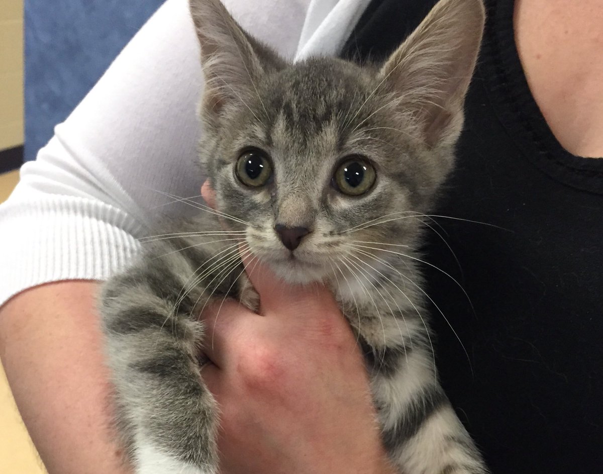 TroyMI_Police's tweet photo. The next pawfficer? https://t.co/EbvNEHLXUf