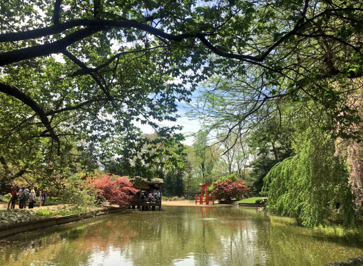 NYCParks's tweet photo. Good morning from Brooklyn Botanic Garden. 🍃 https://t.co/uUMmLubm0Z