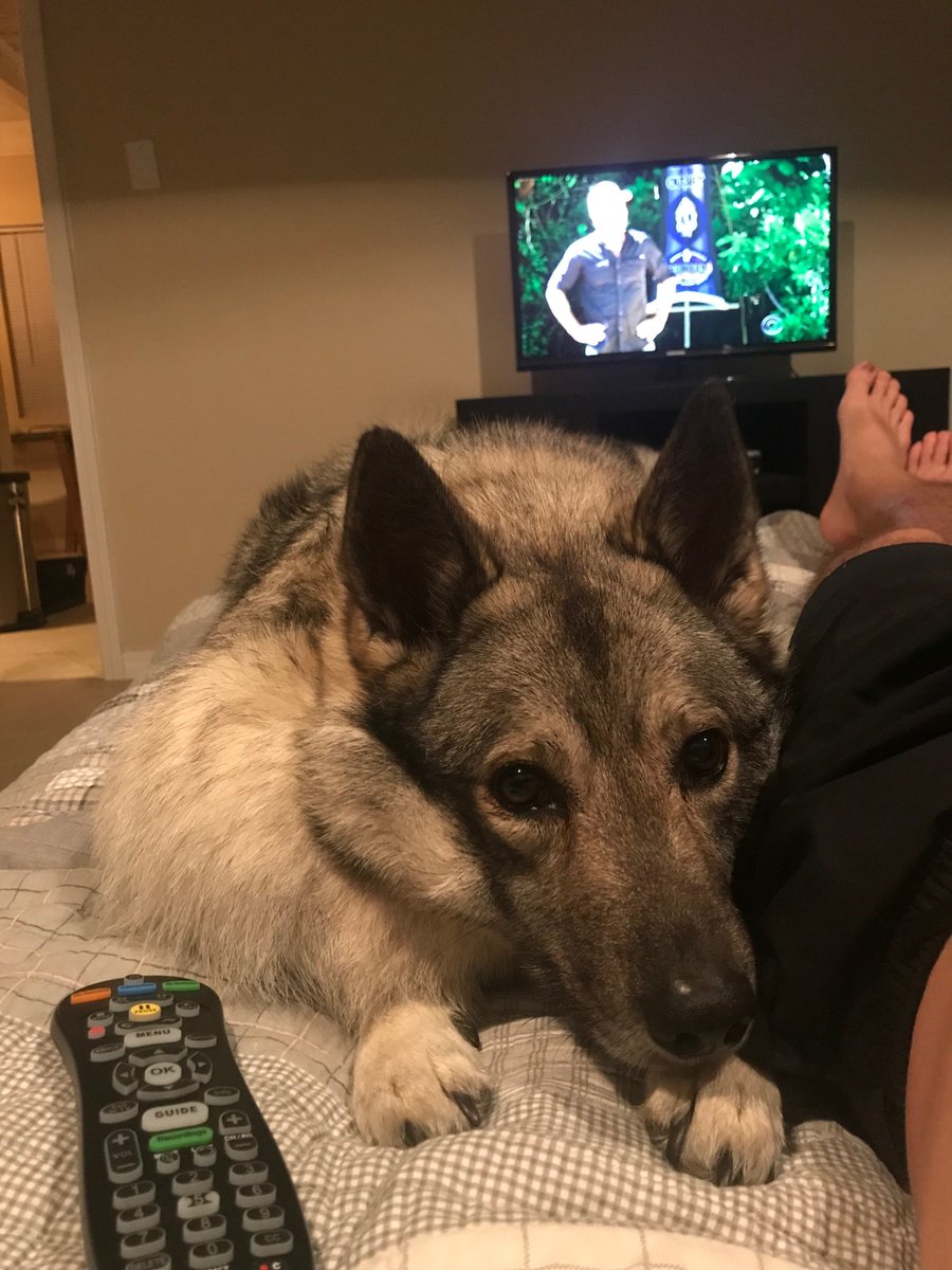 Hey everyone, 

Thanks again for all the support! It’s been a crazy experience having all this outgoing support from friends, family, and strangers. If you could, please share or donate to Skydog’s campaign. 

Here’s a link to the campaign: goo.gl/x3kpp8

Thank you!