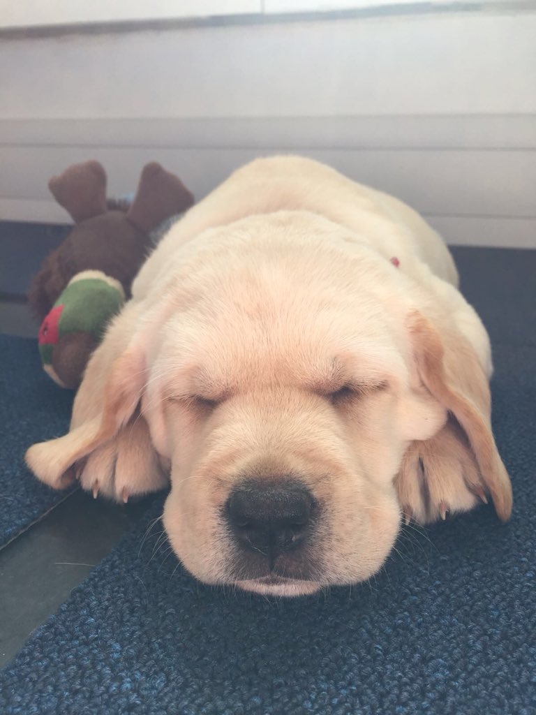 WeArePlayground's tweet photo. @WeArePlayground Employee Perk 72 - ‘Puppy petting in the studio’ - https://t.co/ug5rjeTDy7 https://t.co/JTaNu012UR