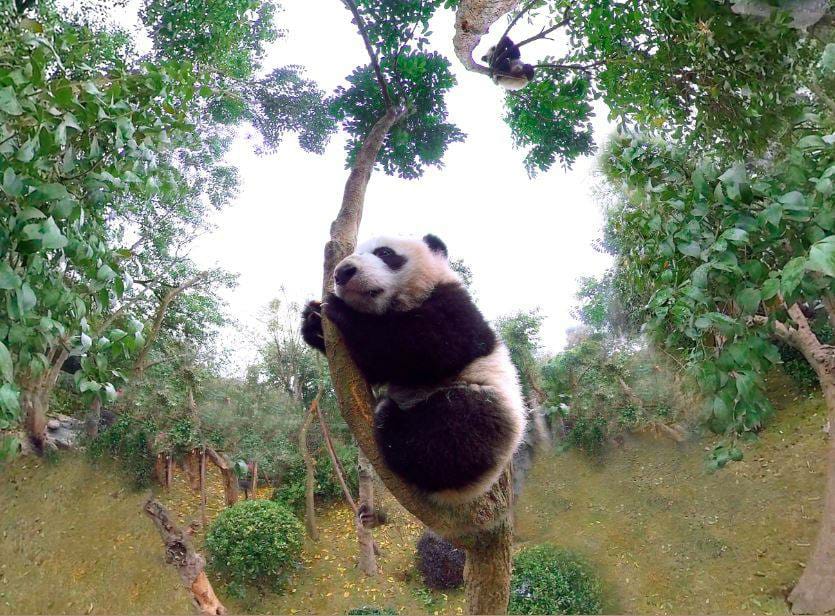 Wild Immersion (@wildimmersion) on Twitter photo 25,821: this is the number of #EndangeredSpecies in 2017. Each year, this number is dangerously increasing. Together we can try to make the world a safer place for animals! #EndangeredSpeciesDay #Wildimmersion <a href="/JaneGoodallInst/">Dr. Jane Goodall & the Jane Goodall Institute</a> 25,821: this is the number of #EndangeredSpecies in 2017. Each year, this number is dangerously increasing. Together we can try to make the world a safer place for animals! #EndangeredSpeciesDay #Wildimmersion <a href="/JaneGoodallInst/">Dr. Jane Goodall & the Jane Goodall Institute</a>