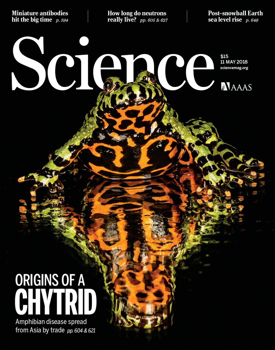 An 'amphibian plague' caused by a killer fungus has been wiping out #species around the world. But now a team led by researchers from @imperialcollege have traced it's origins to East Asia imperial.ac.uk/news/186258/ge… #ChytridCrisis @sciencemagazine #chytrid