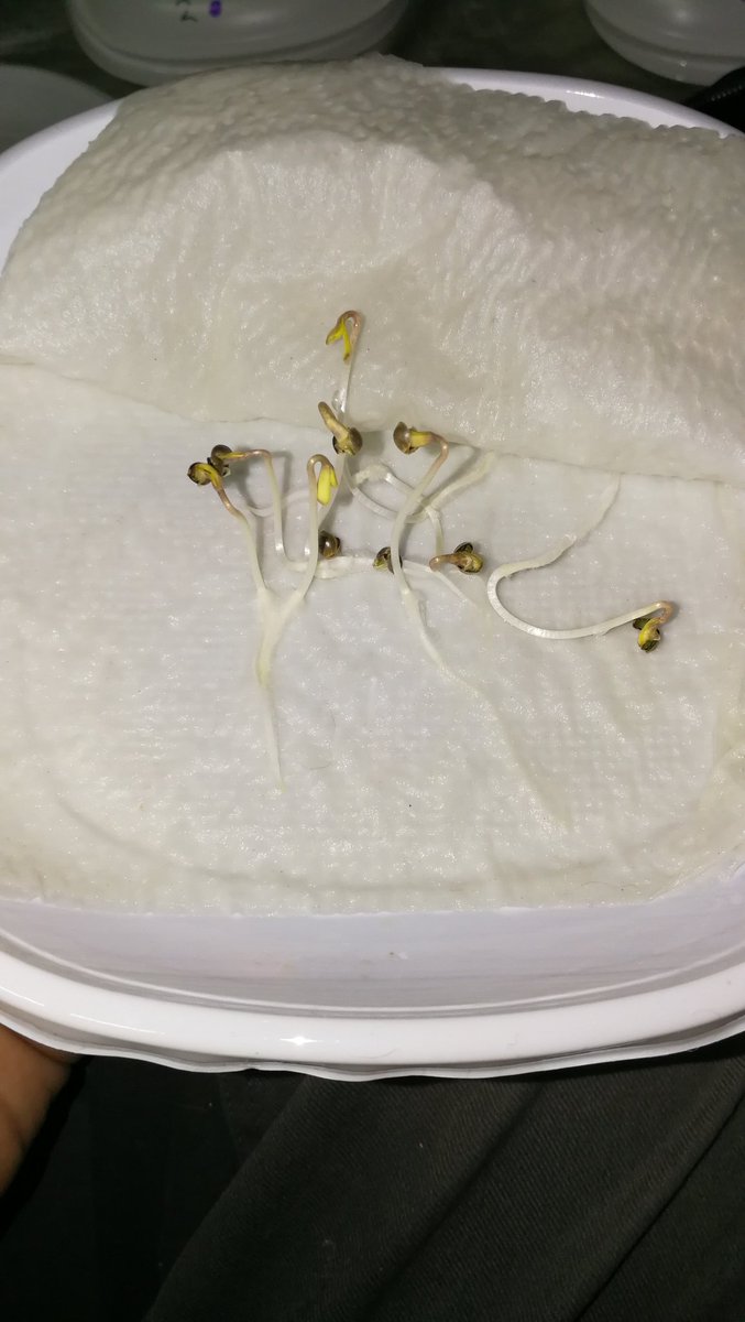 SpicySeeds's tweet photo. Gracias a @golloelcogollo por esta foto, y cuidar de nuestras hijas 😘😘😘 https://t.co/9Iq1G3zcDa