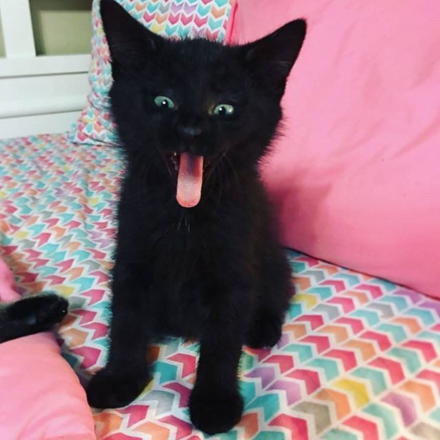 KitNipBox's tweet photo. Happy #BlackCatFriday, courtesy of Licorice (@triumphant_teagan) 🐾😻 #TimeToPawty #KitNipBox https://t.co/u05GS260qv https://t.co/u1f7WB4KXS