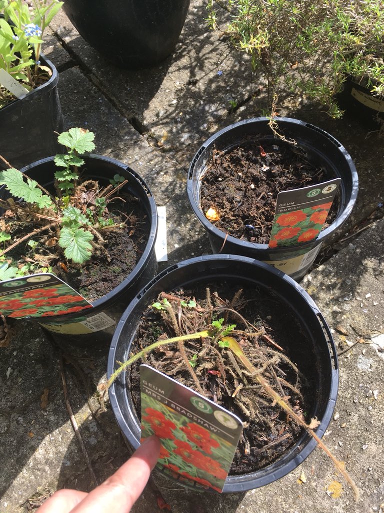FourTravellers's tweet photo. Bought 3 lovely Geum plants from @Homebase_uk last year with a ‘hardy plant guarantee’ 2 have new green shoots as in photo but disappointed one has failed this year 🙁 should I take it back or what? https://t.co/G8EBRpoA8J