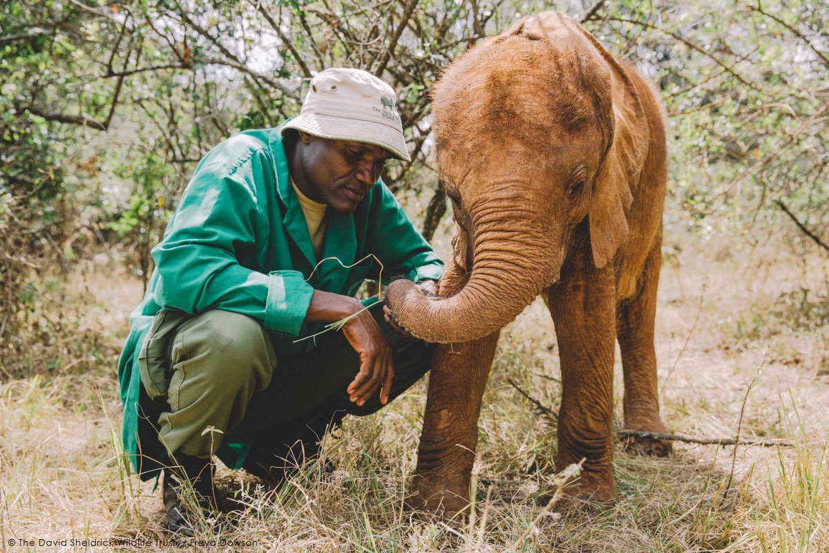 SheldrickTrust tweet picture