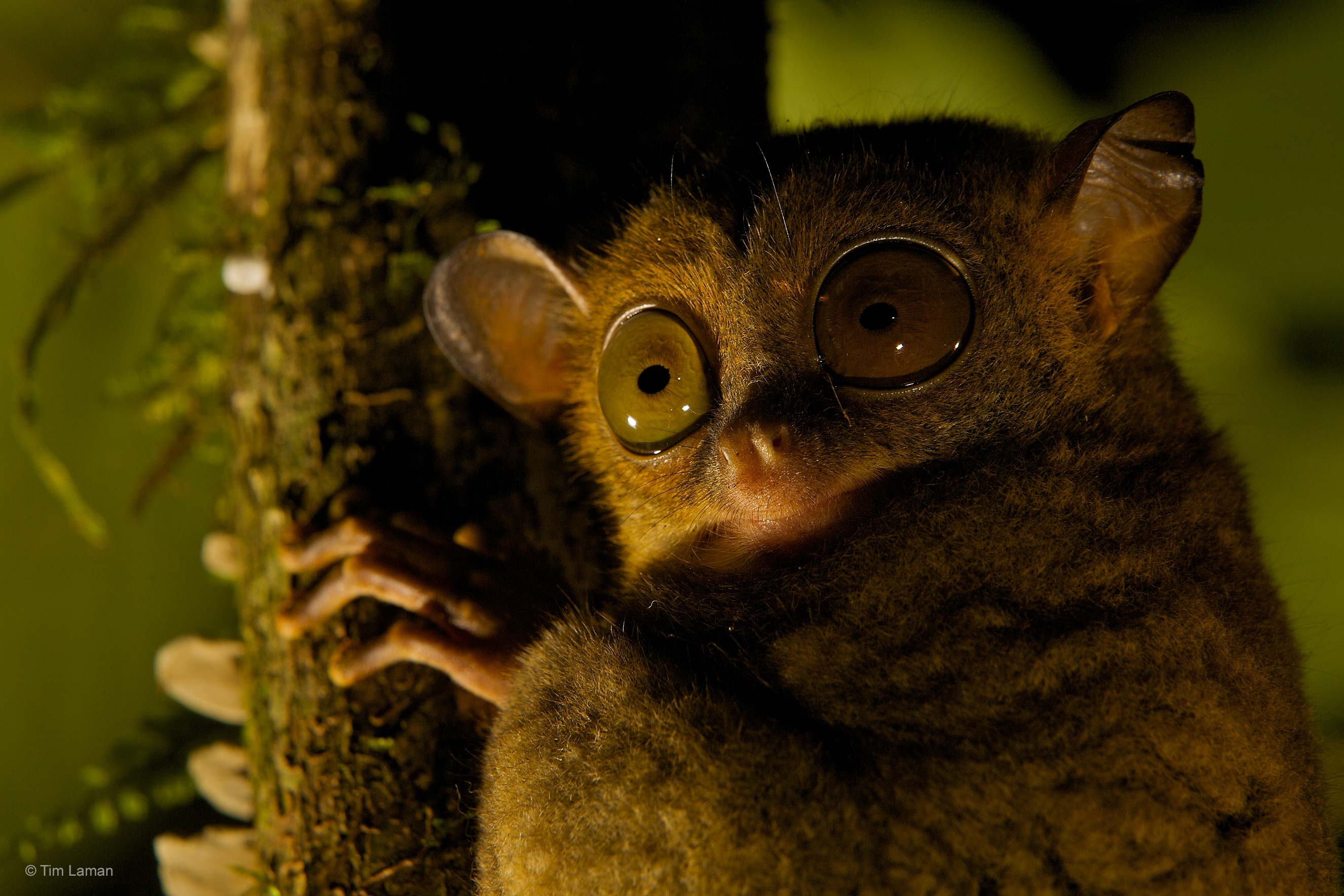 Wildlife Photographer of the Year в Twitter: „'Tarsiers are totally nocturnal, so my goal was to capture the feel of night' says #WPYalumni Tim Laman. Not once 20 years of searching