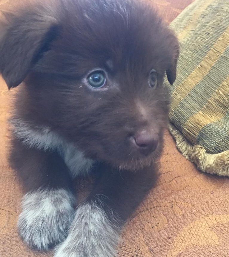 Esta preciosa cachorra es Troya y esta semana cumple 3 meses. Ya estaría disponible para dar en adopción. Está sana y convive genial con perros y humanos.
¿Quieres adoptar a Troya? Escríbenos a contacto@zarpasycolmillos.es o al 648 17 17 17 y pregunta por ella.#perros #adopcion