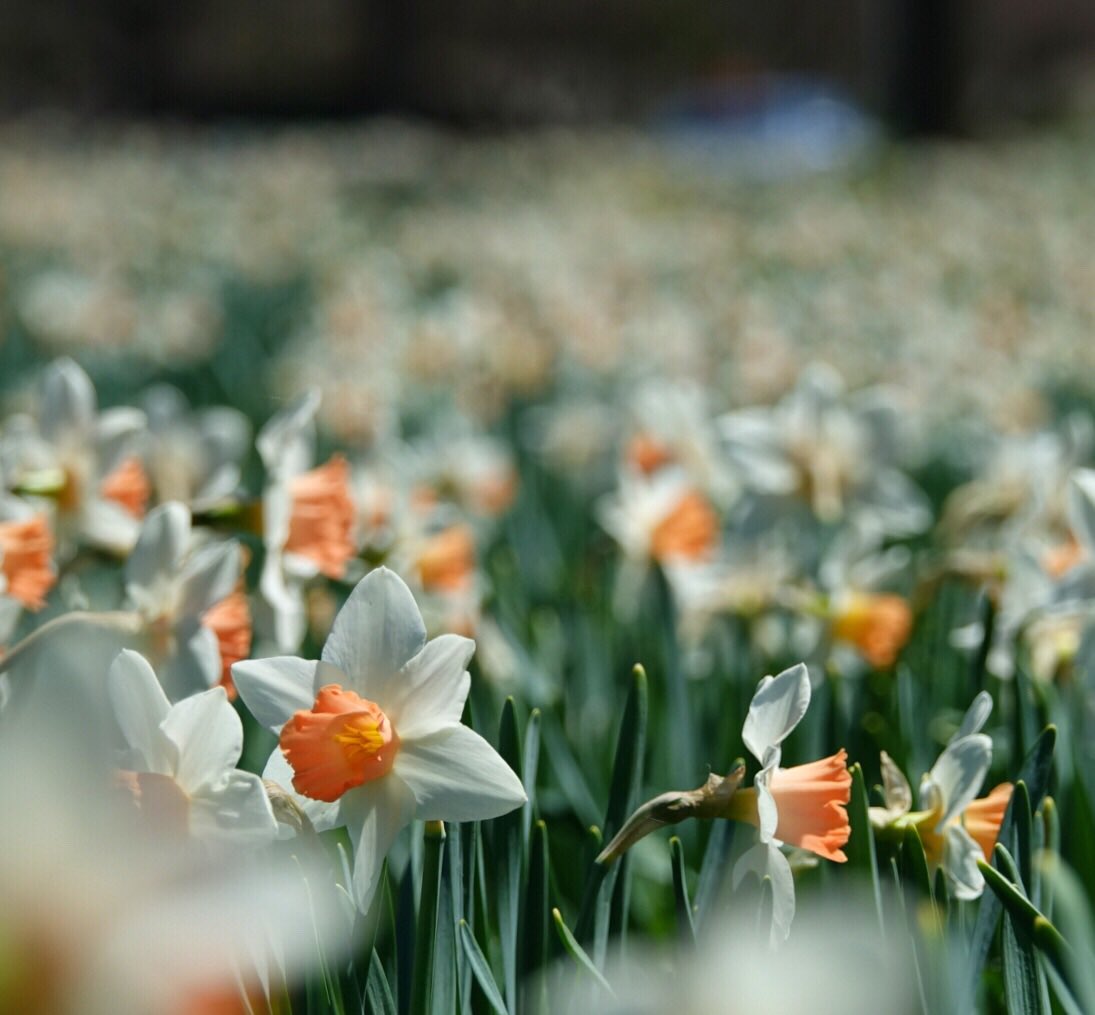 BlacksWeather's tweet photo. A field of daffodils along the canal. A chilly 1° now. Grab the jacket, we only reach 13° today under sunny skies. An ⬆️NW wind ~20km/h will add to the chill. Frost is a risk again tonight. On Sat, cloud in the morning gives way to sun. High 17°. Sun & 20° Sunday. #ottnews https://t.co/WlBXVDxJl6