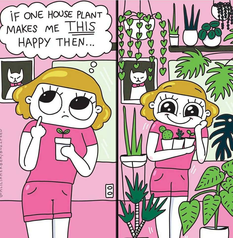 NicoleDPower's tweet photo. My life. 

#houseplants #greenspace #plants #life #Happiness #FridayFeeling https://t.co/GXRebbiczQ