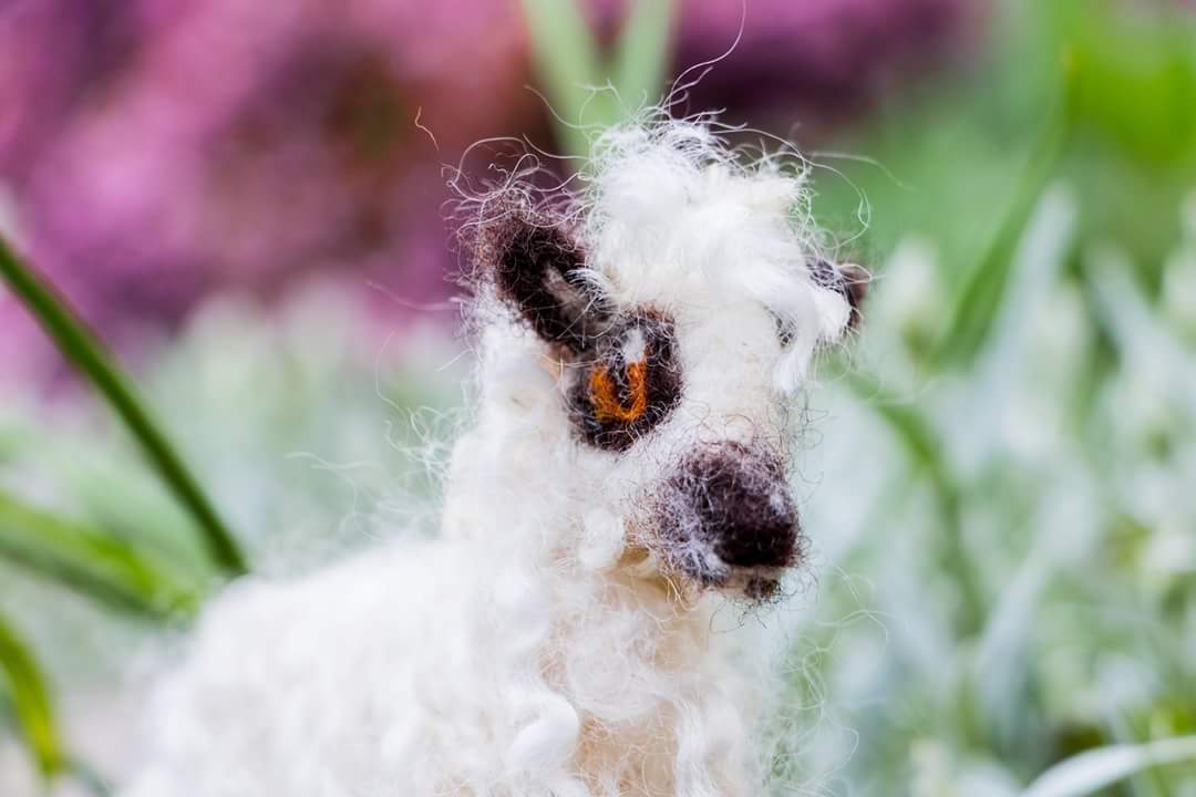 KT_illustrates's tweet photo. Needle felted Teeswater sheep, with the core body made from Romney wool tops finished with hand washed Teeswater locks ๐ #teeswatersheep #teeswater #teeswaterlocks #woollocks #ChooseWool #needlefelts #needlefelting #wool #felting #crafts #woolart #britishwool #cute #Sheep365 https://t.co/Vkqgf6Sjk3