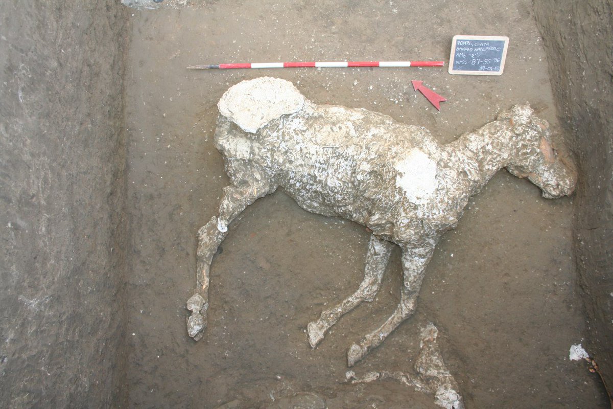 Pompeii Sites tweet media