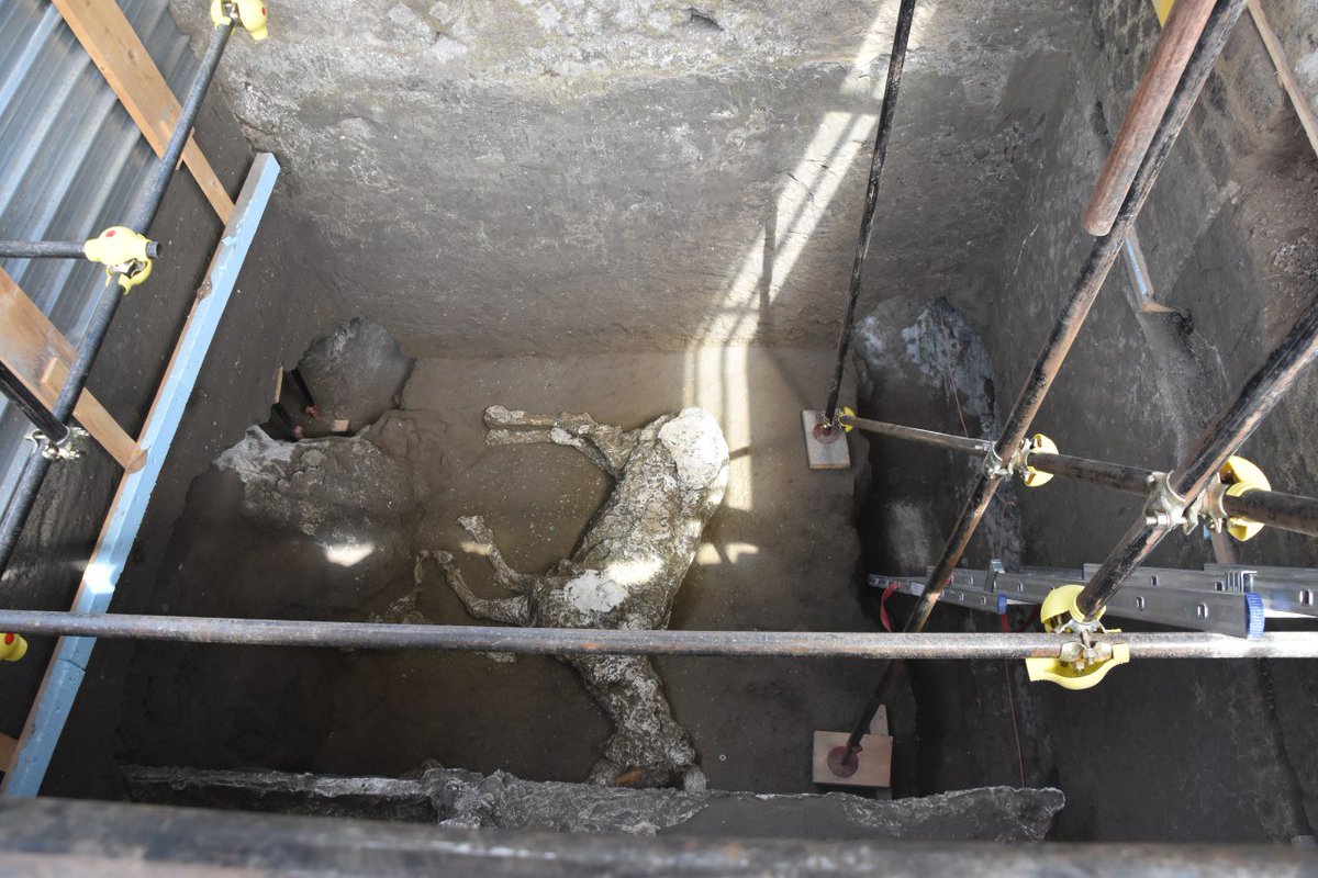 Per la prima volta è possibile restituire, attraverso la tecnica dei calchi, la sagoma integra di un #cavallo rinvenuto in uno degli ambienti dello scavo di Civita Giuliana. / The plaster cast of a horse discovered in the villa of Civita Giuliana, in the north suburbs of #Pompeii