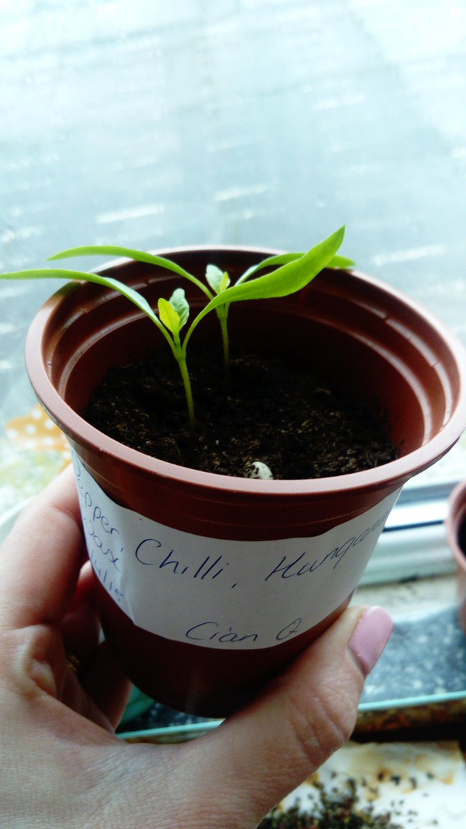 GreenFlag_5's tweet photo. Our chilli, carrots and wallflowers are growing quite steadily! πΆοΈπΆοΈ #biggrow #innocent #msoconnellsclass #giy https://t.co/9C5OJeoWdT