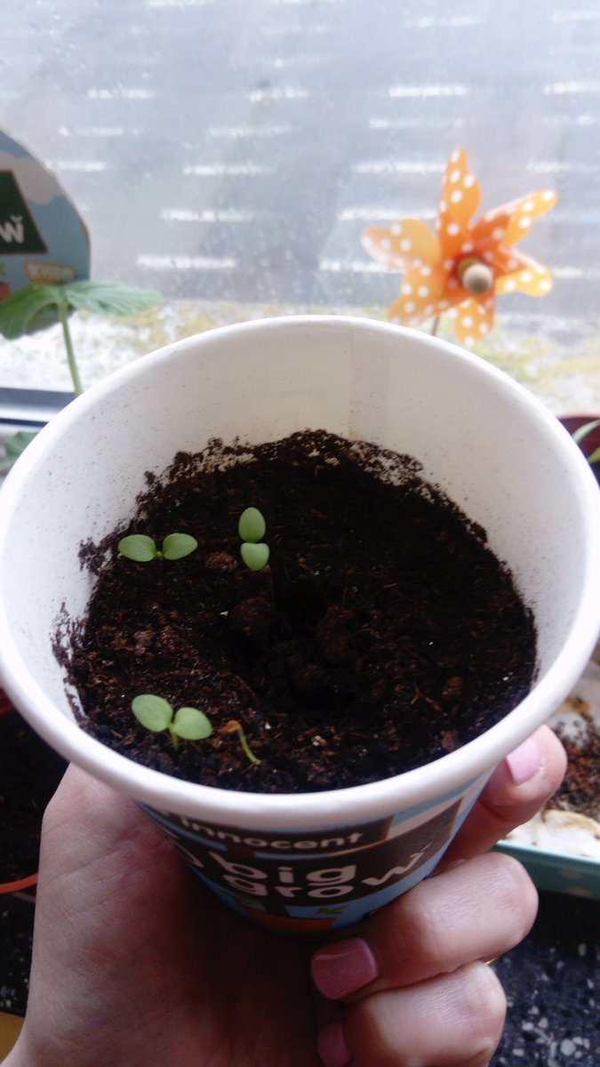 GreenFlag_5's tweet photo. Our chilli, carrots and wallflowers are growing quite steadily! πΆοΈπΆοΈ #biggrow #innocent #msoconnellsclass #giy https://t.co/9C5OJeoWdT