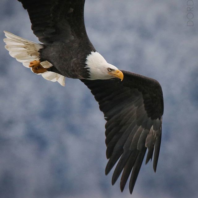 garydougherty_'s tweet photo. Friday + Focus = Weekend
.
.
#naturalalaska #alaska #alaskamagazine #sharingalaska #optoutside #eagle #canon #photography #mothernature #naturelovers #nature #naturephotography #hiking #lifestyle #explore #adventure #travelalaska #explorealaska #natureal… https://t.co/QCoqsYkNdy https://t.co/Vyc03ZL0Jw