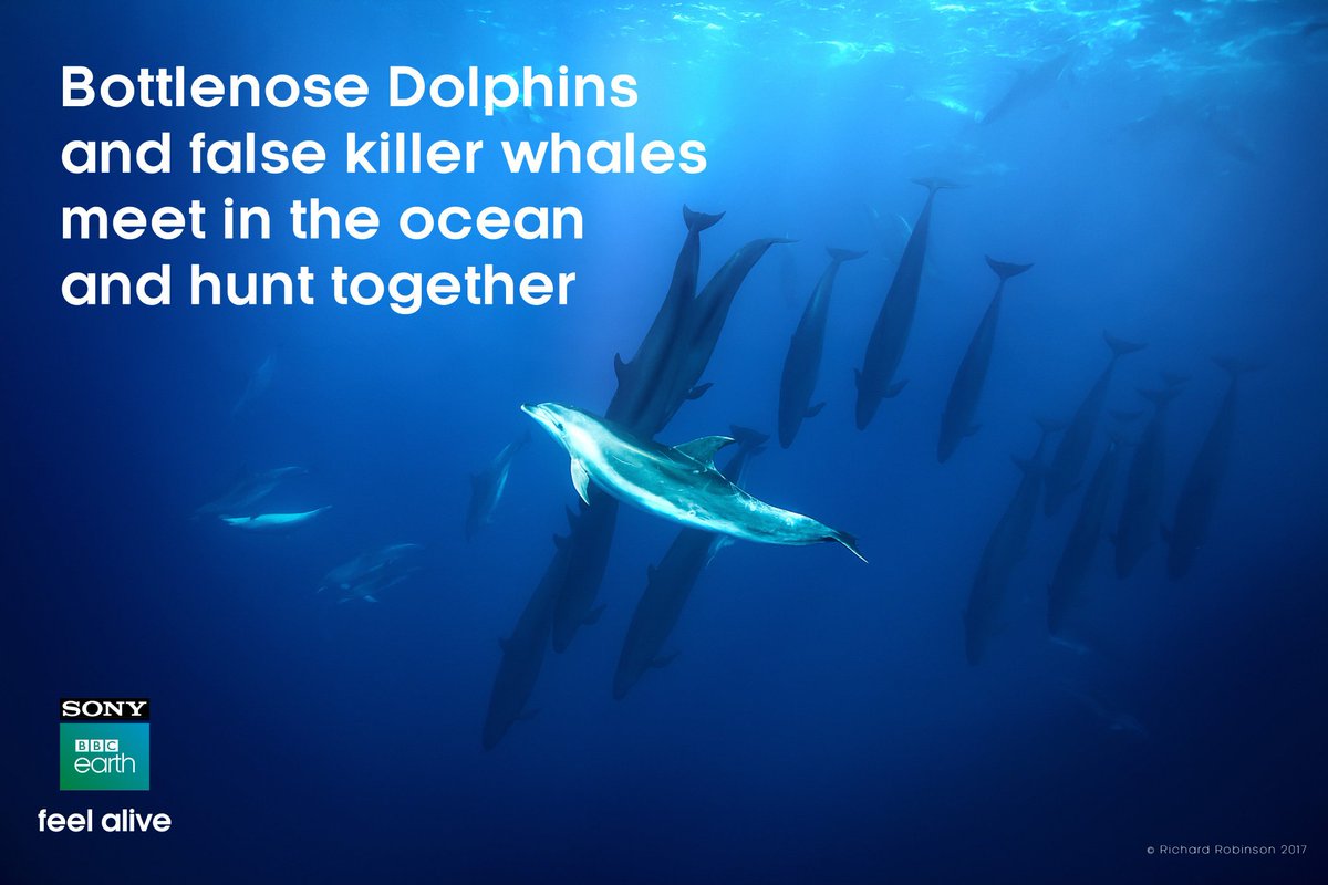 GoodVibesOnly77's tweet photo. @Miqbalkhan OMG This is Amazinggg!!!👍 I love the trailer...of course you can't miss this movie!!! on the big screen, will be an epic experience...The awesome life of sea, fascinating animals in the ocean🐬...looks super exciting !!! Bigg hug 😘😇💖🍀:)
#BluePlanet2Trailer
#BluePlanet2AtPVR https://t.co/0b8UDhVvY1