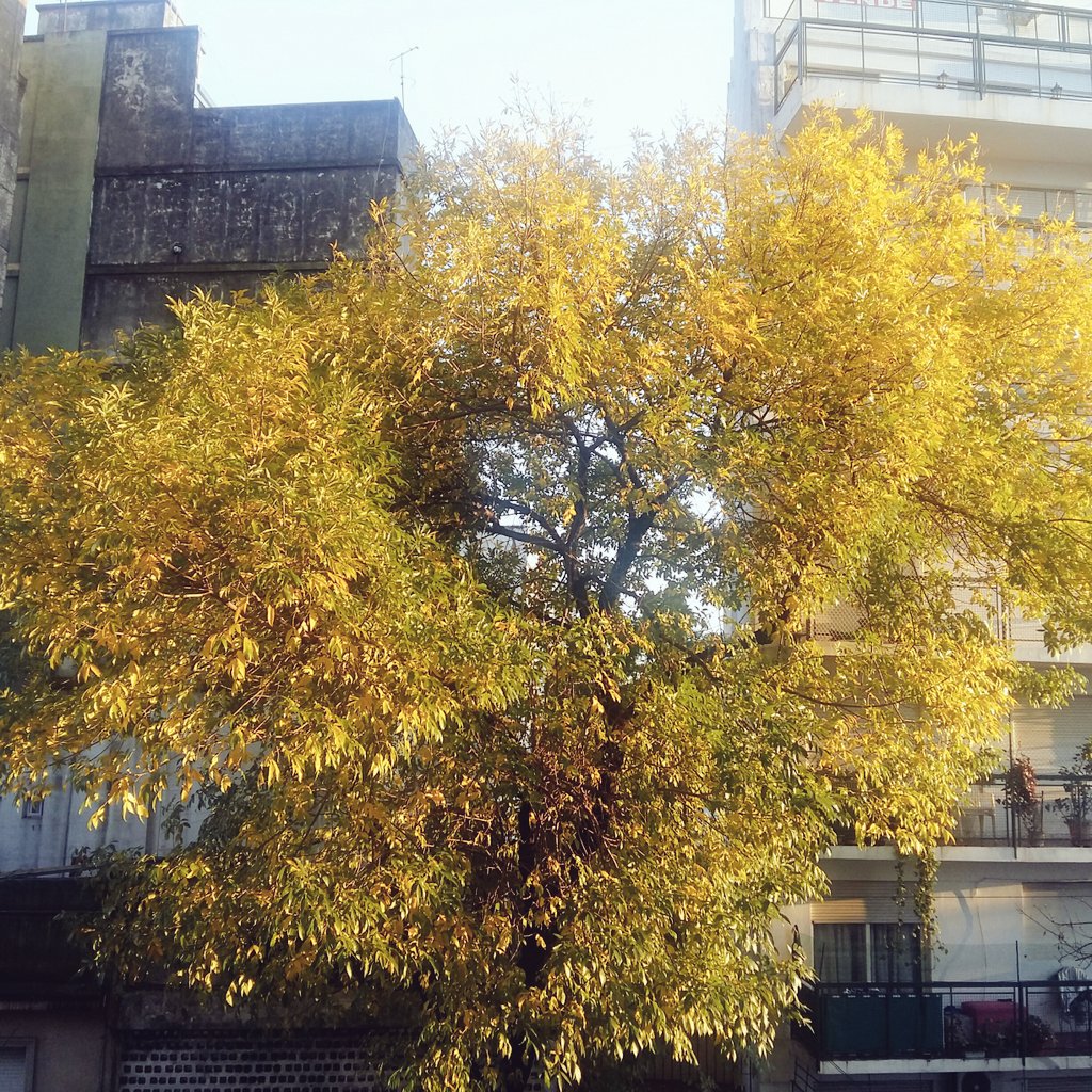 cecicalo's tweet photo. Sol+otoño 😍🍁🍂🍃 https://t.co/W3bYemOaEn