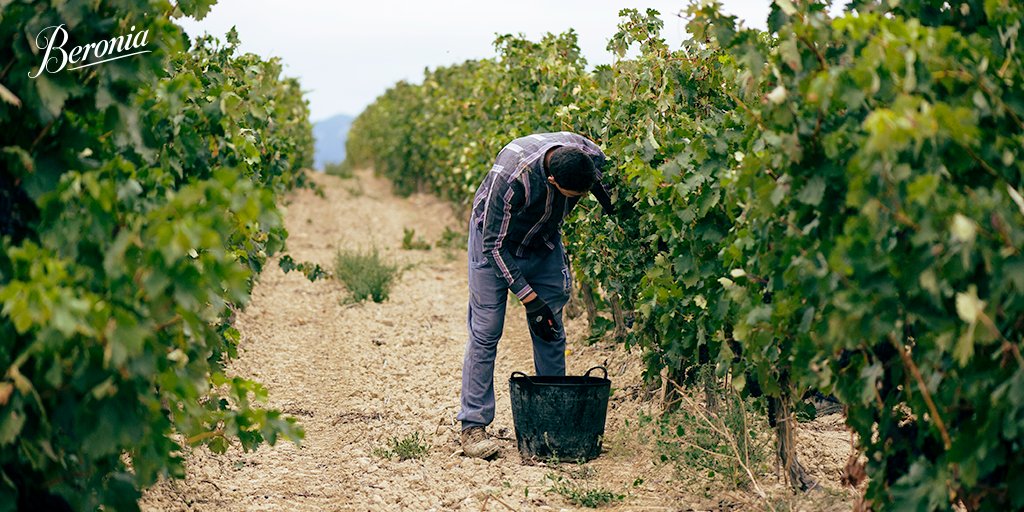BodegasBeronia's tweet photo. ¿Quieres saber cómo ha sido la #cosecha2017? En nuestro blog te contamos cómo la han valorado el Consejo Regulador de la #DenominacióndeOrigen Calificada #Rioja y nuestro #enólogo, Matías Calleja. https://t.co/LGJGVAFUxE https://t.co/1G0wdEmZ5j