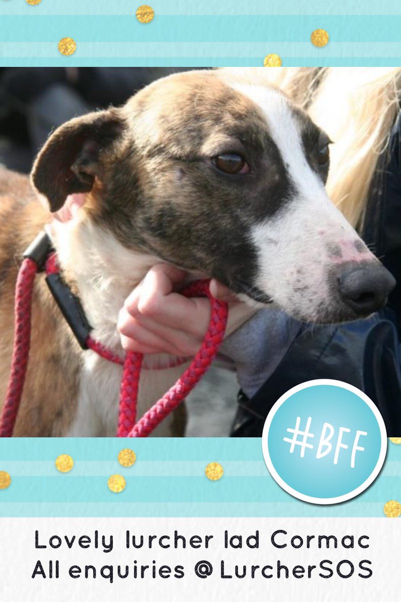 karen73984451's tweet photo. #FridayFeeIing #super duper cutie #Cornac is ready and waiting on a super duper home #Itsallaboutthedogs #Rescueoftheday @LurcherSOS https://t.co/iTiDMtGygb