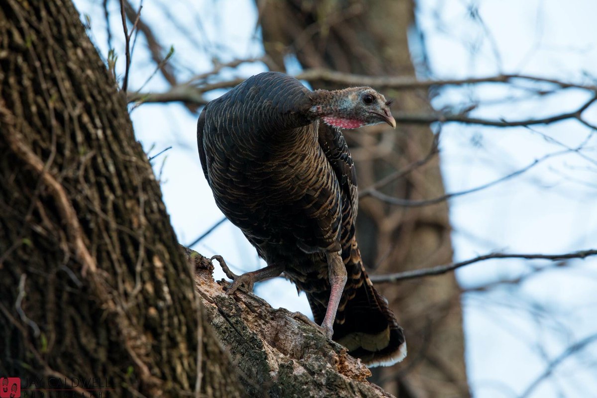 jaycalphoto's tweet photo. Happy Mother’s Day this Sunday! Let Mom sleep in like this lucky wild turkey mom! @NWTF_official #teamcanon #henturkey #wildturkey #kansas #springturkey #turkeymom #motherhen https://t.co/TW3cSM0cq5