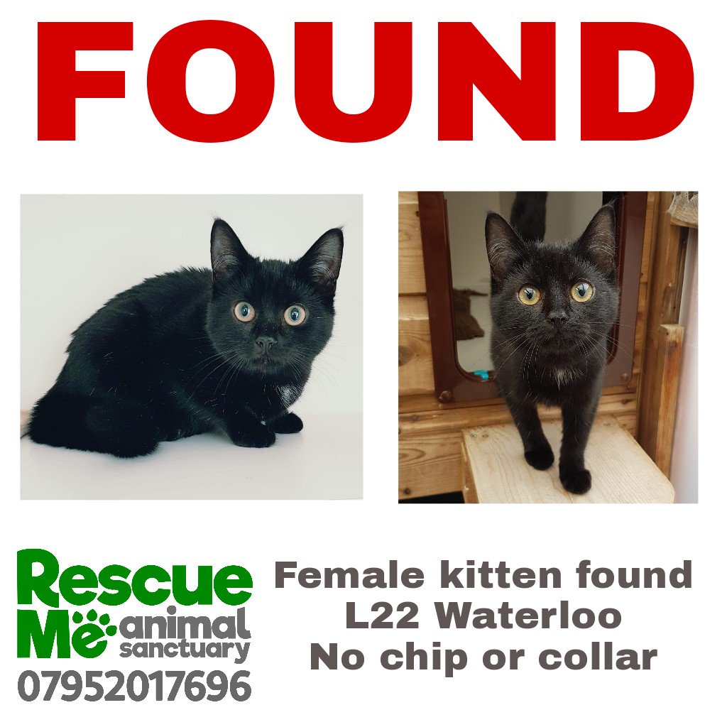 rescuemeanimal's tweet photo. This little lady was found late last night in L22 Waterloo #Found #LostCat #Liverpool #Lost #CatsOfTwitter #MissingCat #MissingPet https://t.co/p0bStikgQh