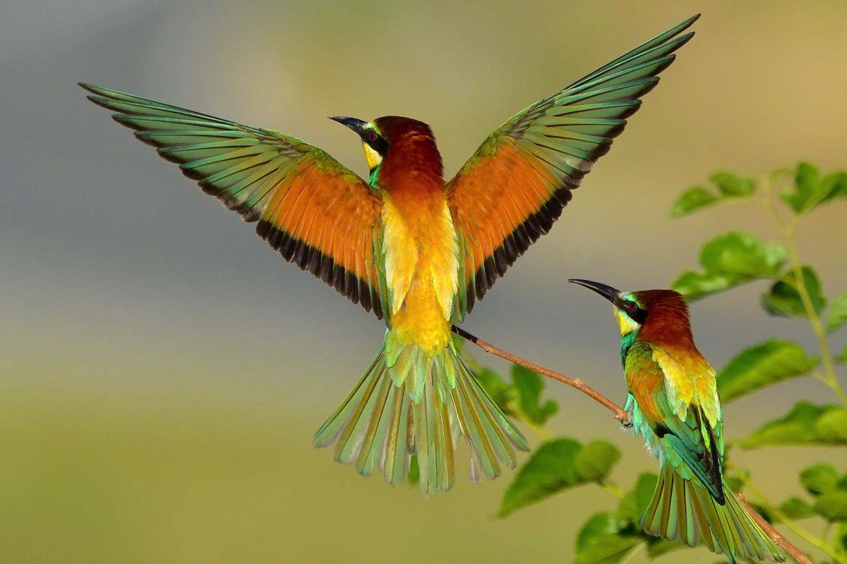 If you are a Bird Lover, then we have the perfect #BirdWatchingSafari for you!

#Tanzania is the destination for #Bird_Watching_Safari you can experience the nature of more than 500 bird's species. 
For any other question visit our page bit.ly/2Ixpbs1