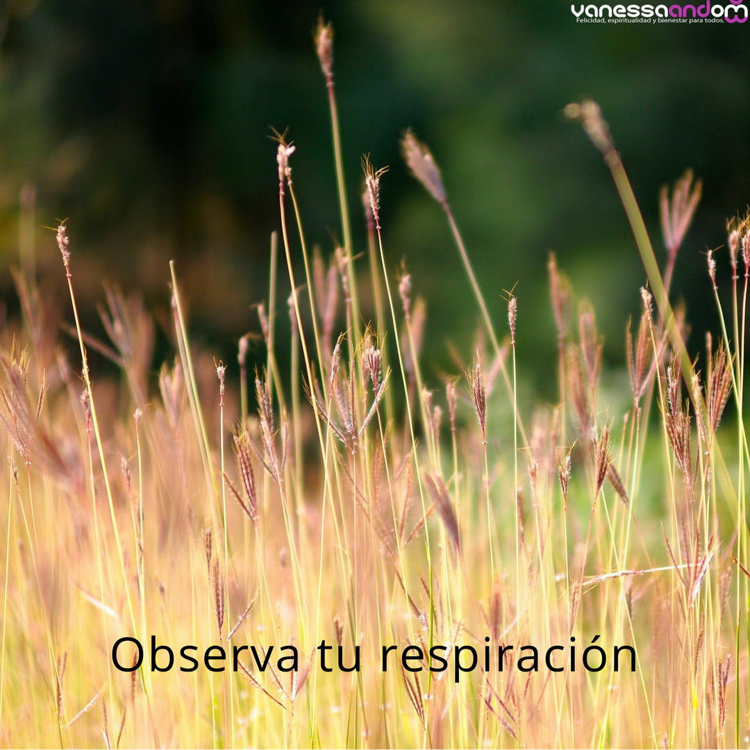 vanessaandom's tweet photo. Nada te dará mayor poder que el simple acto de observar tu respiración. Detente apenas unos segundos y observa tu respiración. Hazlo varias veces al día. Esta acción tan sencilla te permite desarrollar el hábito de vivir en el momento presente, o mindfulness
#vanessaandom https://t.co/9bnA99DTuN
