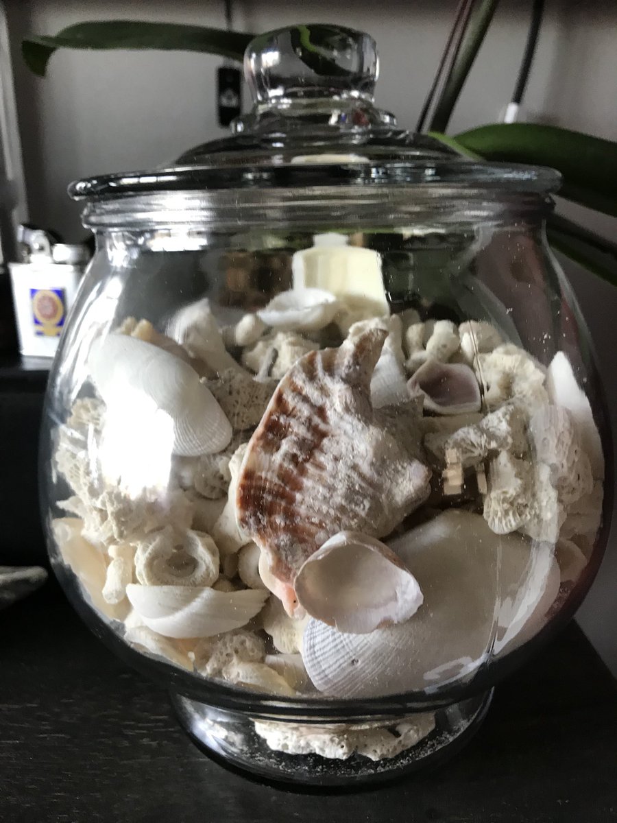 Myshirt44's tweet photo. Loving my new shell collection. @CCC_Rat Happy Friday!! https://t.co/93pKA1WDm0
