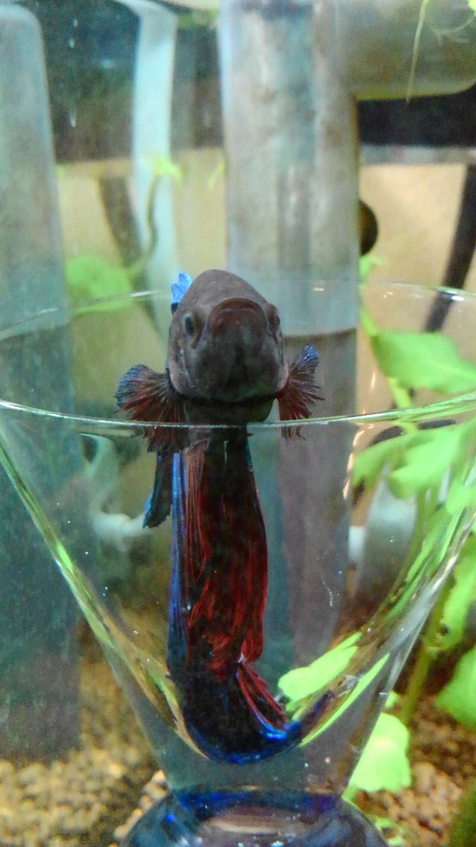 きよみや コップでベタを飼っている訳ではありません これは ベタカクテル と言います ベタ きよみや コップでベタを飼っている訳ではありません これは ベタカクテル と言います ベタ
