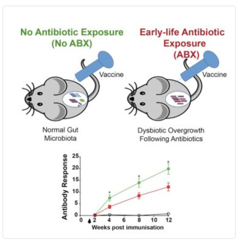 GMFHx's tweet photo. Antibody-mediated responses are highly variable between individuals. A new mice study shows that early-life antibiotic-driven dysbiosis leads to dysregulated vaccine immune responses through enhanced cytokine recall responses via @cellhostmicrobe https://t.co/AS2STzwTFd https://t.co/lgvQZDcQRi