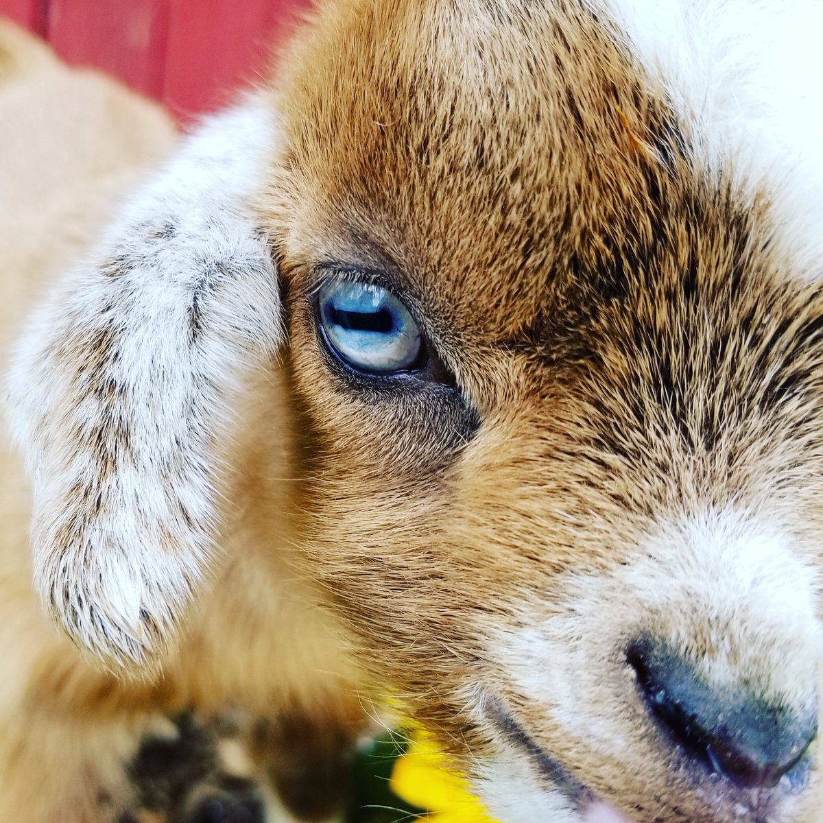 Cuteness...lots of cuteness at the farm tomorrow from 11am-5pm!