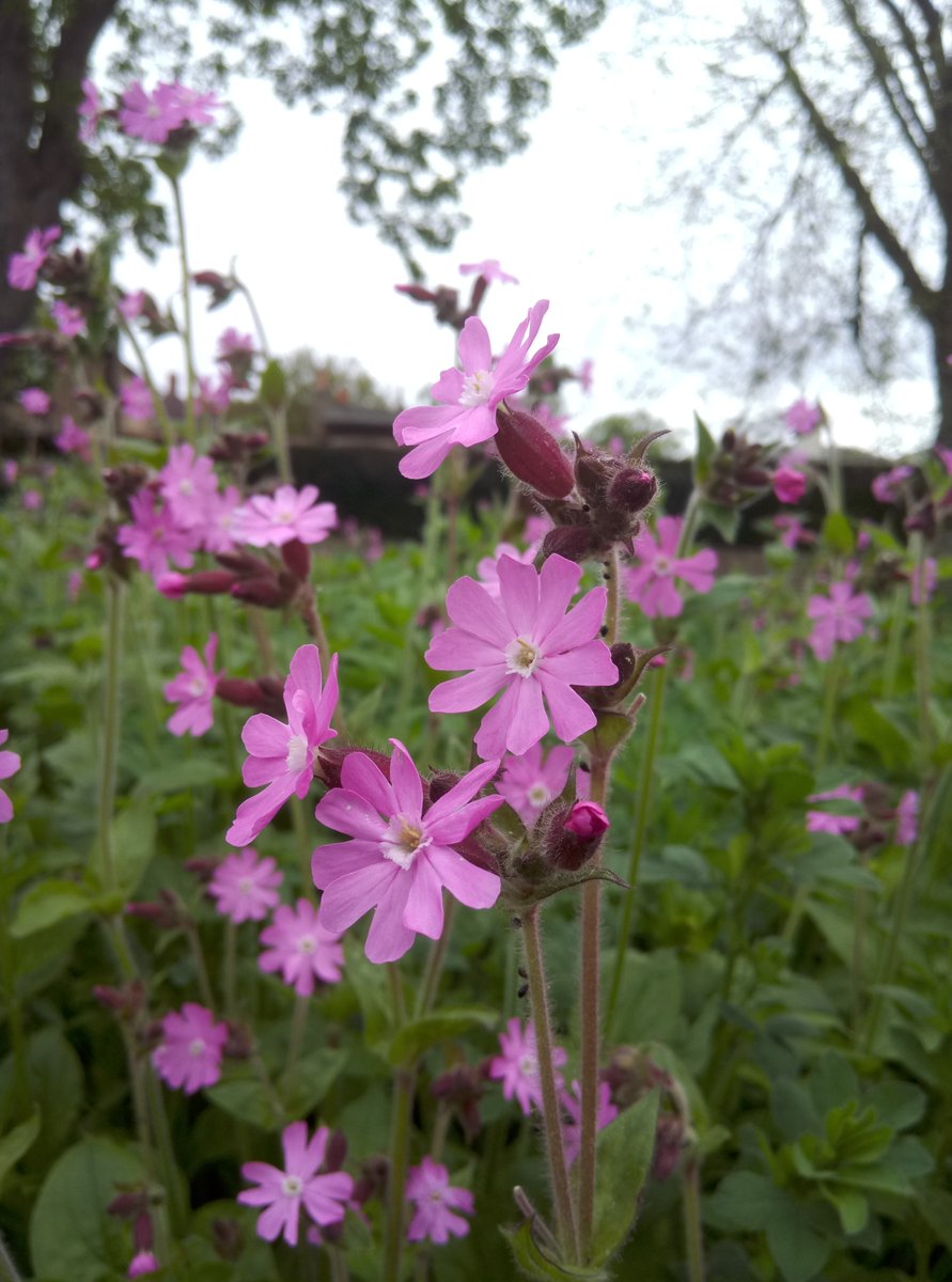 ywoudstra's tweet photo. A perfect example why scientific species names matter: Left - #Cuckooflower in Britain = #Cardemine pratensis #Brassicaceae; Right - #Koekoeksbloem ('Cuckooflower') in Holland = #Silene sp. #Carryophyllaceae #wildflowerhour #localflora #botanyiscool https://t.co/K1VOKFZZa8