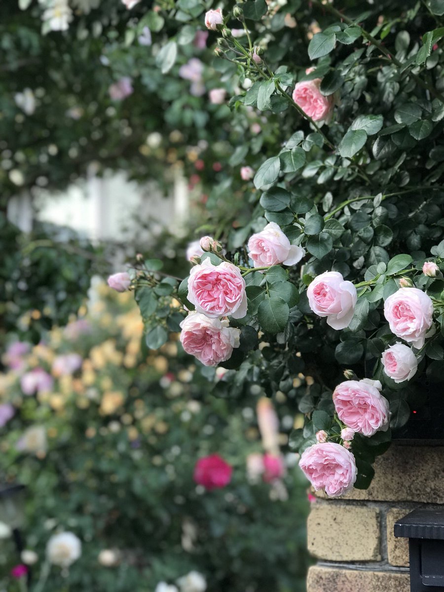 ট ইট র ヴィヴィ 今日の庭 雨で庭仕事ができないでいたから 今日は花がら摘み 遅咲きのバラまで咲き出して 今年はホントに早い マイガーデン ローズガーデン バラ 薔薇 薔薇のある暮らし ツルシンデレラ