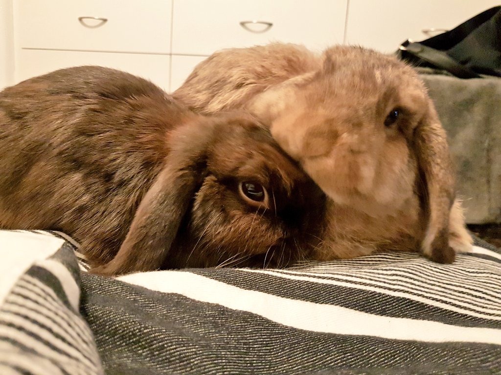 fap_girl's tweet photo. Secret bun talks. So cold tonight #bunwife #husbun 😊 https://t.co/PJvwNku0eD