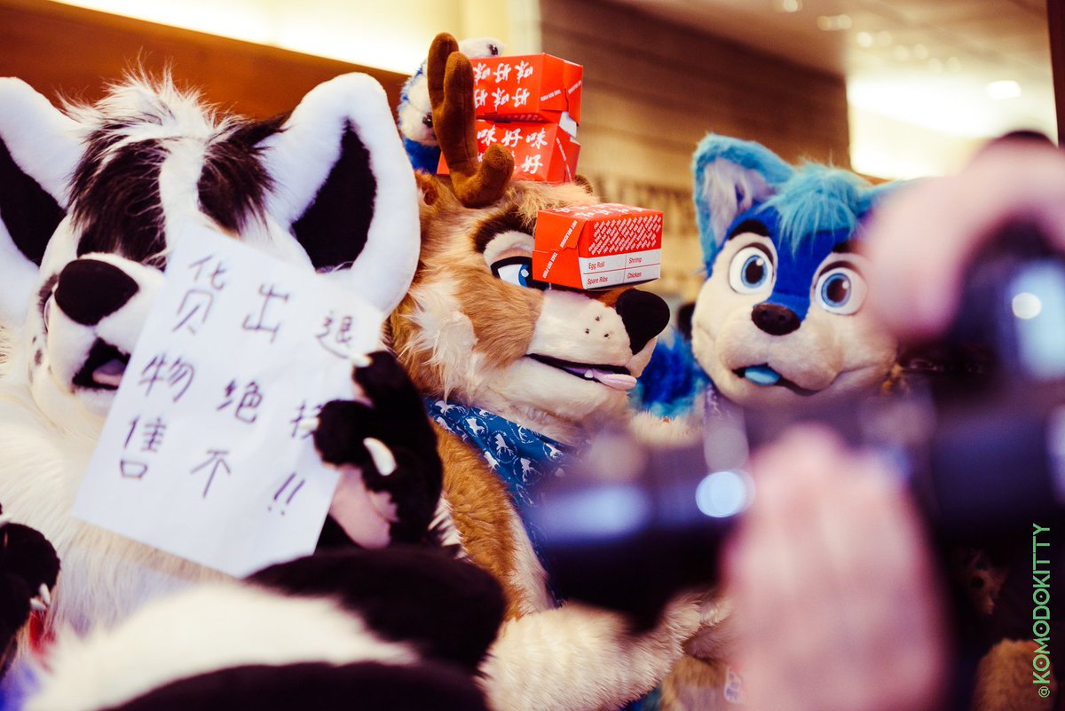 DatBlueHusky's tweet photo. Rack is perfect for loading boxes #fursuitfriday #furnalequinox #asianphotobooth (π· @KomodoKitty) https://t.co/p18Uia9uhh