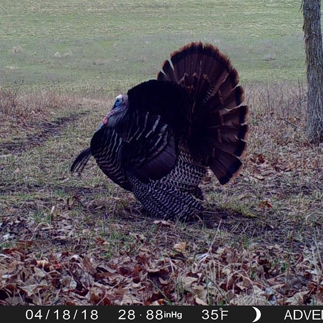 TrailCamTrophy's tweet photo. Full Fan Friday! (Is that a thing ๐ค) #fullfanfriday #fannedout #fullfan #strutter #strutting #springturkey #thunderchicken #bigtom #beard #trailcamology #trailcamtrophies #trailcamera #trailcam #turkeytom https://t.co/B61OJ072n9 https://t.co/WyOPAASROx