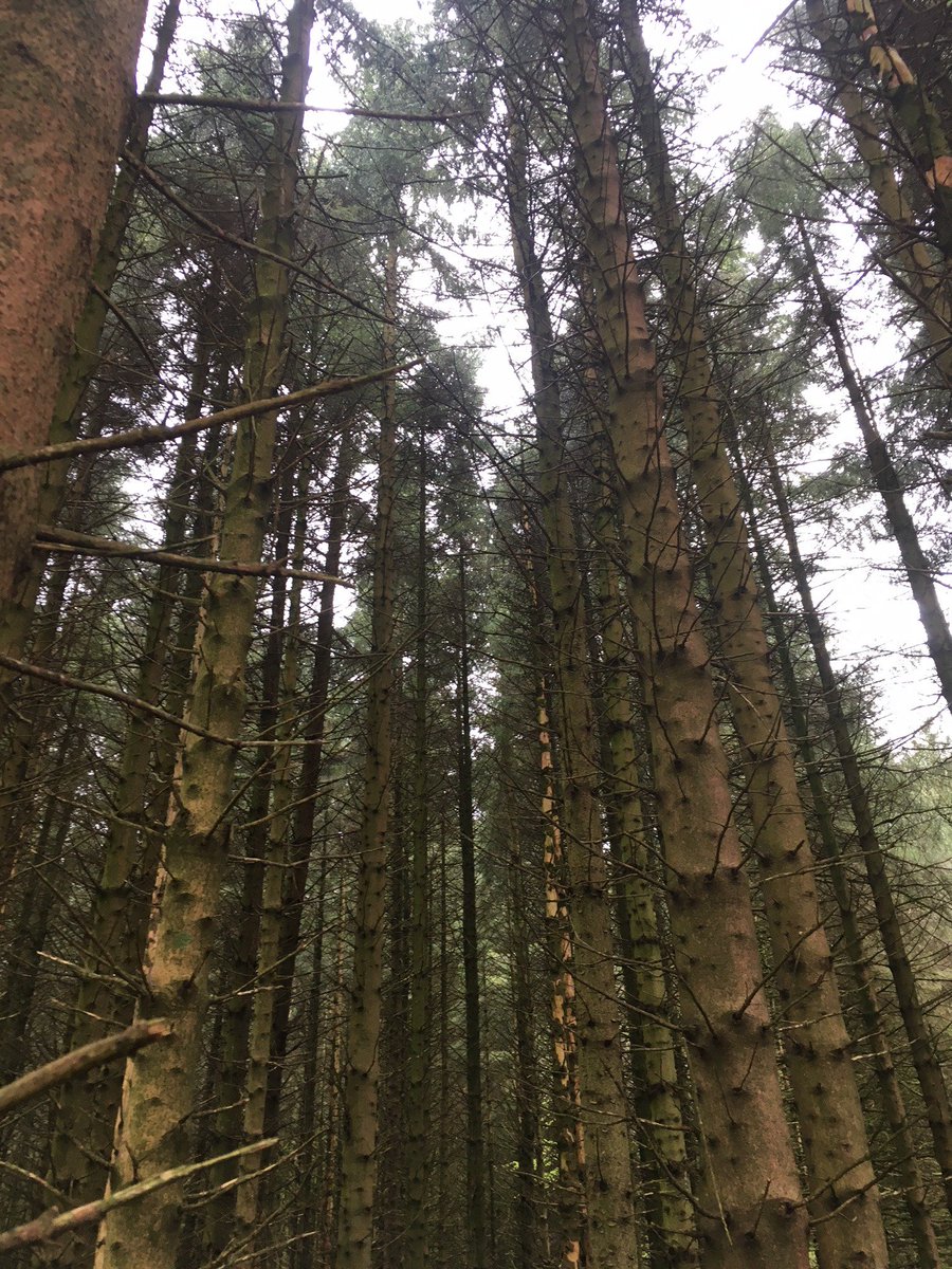 borderuk's tweet photo. Seeing what Chain of Custody Certification means in practice at the🌳 @JamesJonesGroup harvesting site #PEFCLockerbie #PEFC PEFC Field Trip 2018 @PEFC_UK #Sustainability #timber 🌲 https://t.co/d1mwH9mNeK