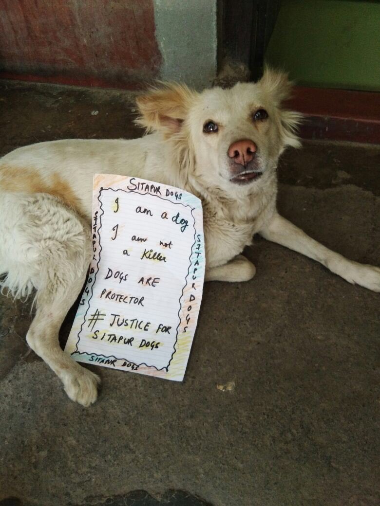 PandeyKamna's tweet photo. #IAmADogAndIAmNotAKiller
#DogsAreProtectors
#JusticeForSitapurDogs
#SaveDogsToSaveChildren

Copy-paste with ur message pics...till the mindsets damaged after these attacks understand it loud &amp; clear - Dogs are friends ! That WE WANT JUSTICE for the killed Sitapur DOGS &amp; CHILDREN. https://t.co/NebUtxKW4s