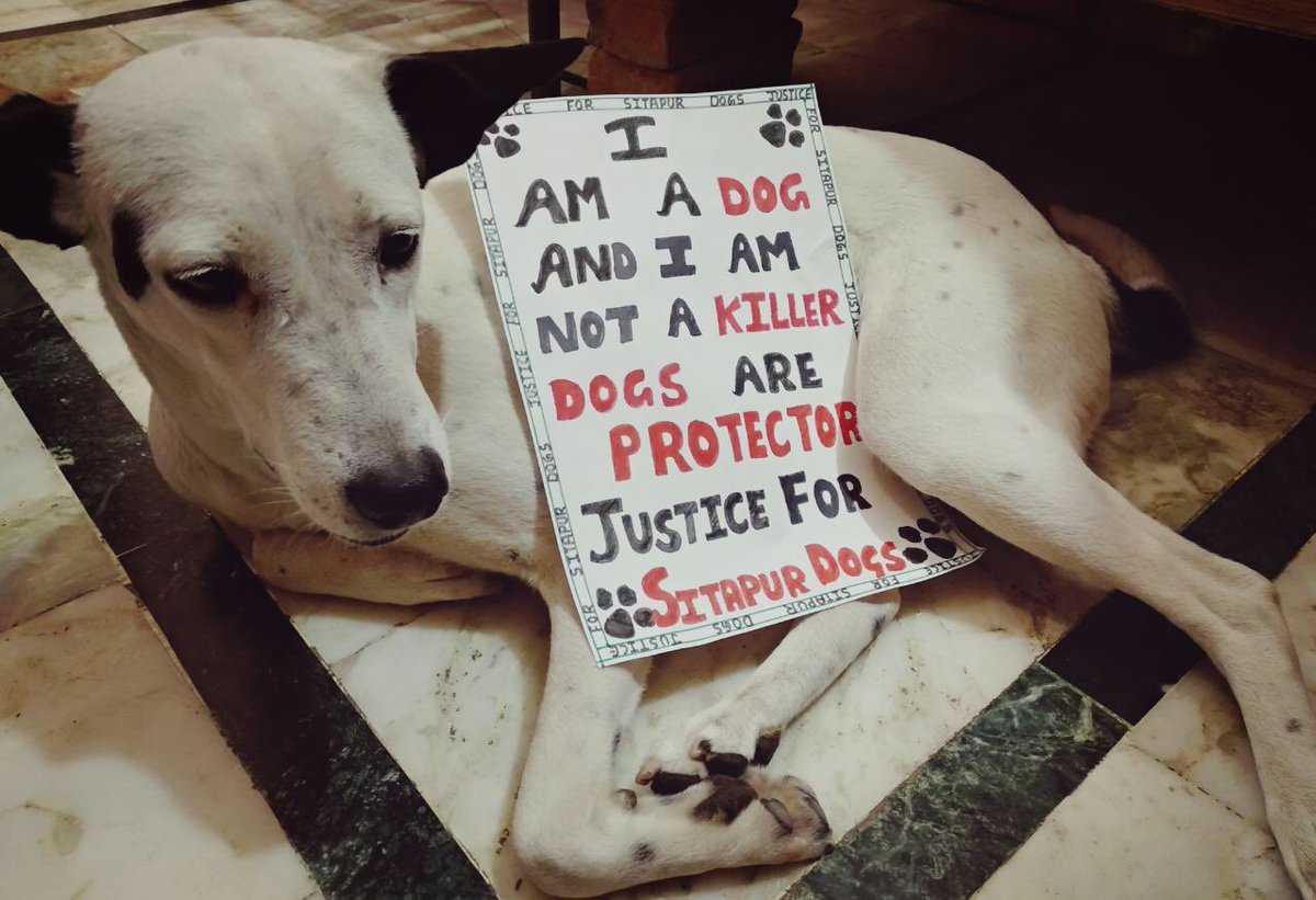 PandeyKamna's tweet photo. #IAmADogAndIAmNotAKiller
#DogsAreProtectors
#JusticeForSitapurDogs
#SaveDogsToSaveChildren

Copy-paste with ur message pics...till the mindsets damaged after these attacks understand it loud &amp; clear - Dogs are friends ! That WE WANT JUSTICE for the killed Sitapur DOGS &amp; CHILDREN. https://t.co/NebUtxKW4s