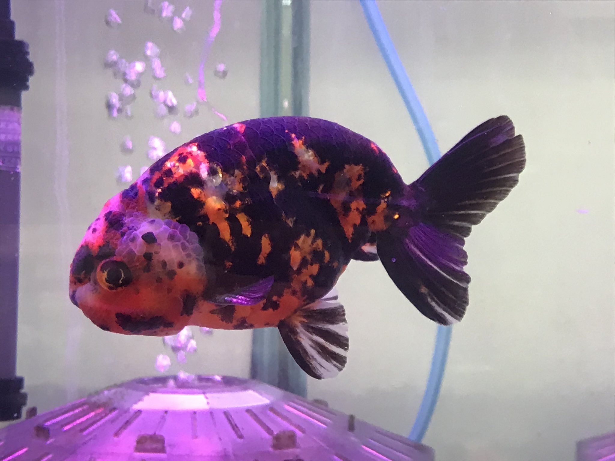 かねだい海老名店 魚ver Kanedaiebi Fish Twitter