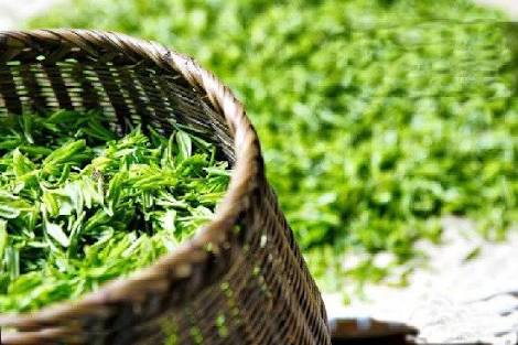 DTeaPhilosophy's tweet photo. Tea Lingo
Flush:
Premium teas are also often classified by Flush or the time of their harvest. Each Flush is determined by the geography and climate of the region where the tea is grown. First Flush is defined as the very first plucking of a tea plant's harvest season. https://t.co/onLSSMs4Gu