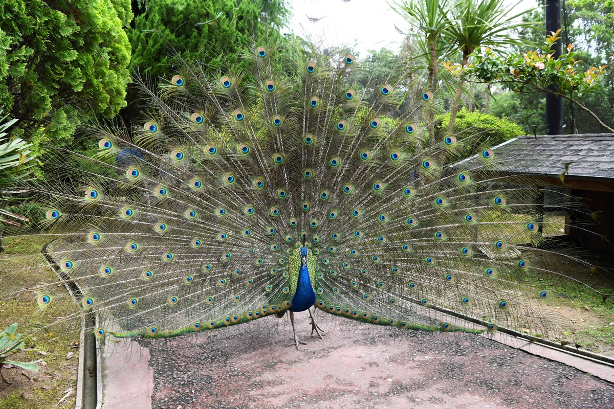 家族連れには優しいｗ姫路セントラルパークの孔雀は道の真ん中で検問するｗｗｗ