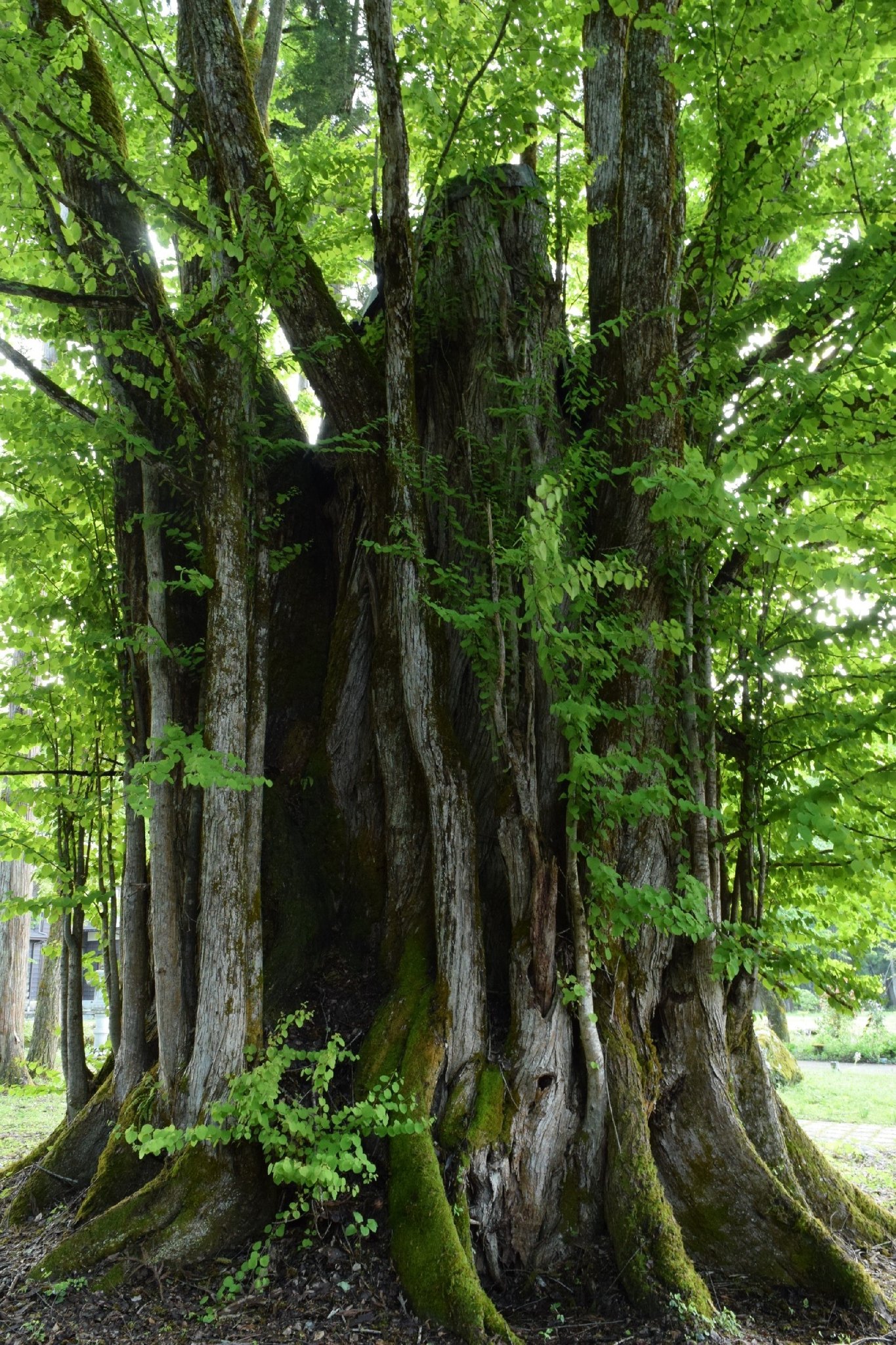 巨木巡り 岩崎の大カツラ 新潟県南魚沼市 主幹周辺からヒコバエ が多数生える樹形で いかにもカツラの巨木といった感じがある 相当大きな樹冠を頂いていたことは間違いないであろう立派な幹がヒコバエの間から顔を出しており この幹が健在なときに姿を見て
