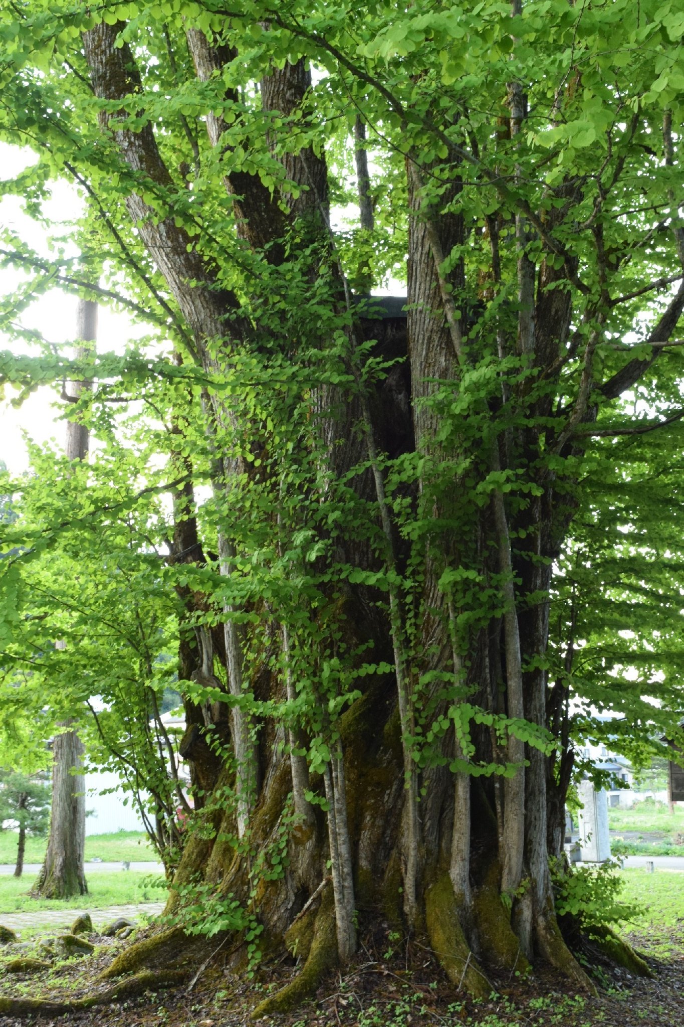 巨木巡り 岩崎の大カツラ 新潟県南魚沼市 主幹周辺からヒコバエ が多数生える樹形で いかにもカツラの巨木といった感じがある 相当大きな樹冠を頂いていたことは間違いないであろう立派な幹がヒコバエの間から顔を出しており この幹が健在なときに姿を見て